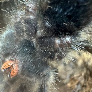 Avicularia Avicularia Guyana Pink toe gender/sexing