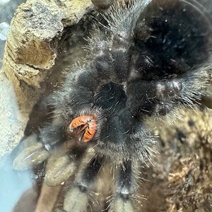 Avicularia Avicularia Guyana Pink toe gender/sexing