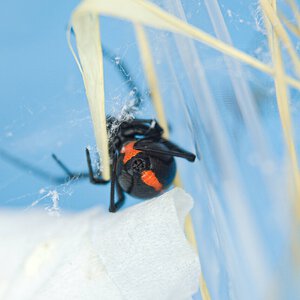 Latrodectus mactans.jpg