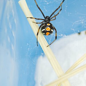 Latrodectus variolus.jpg