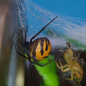 Latrodectus elegans.jpg