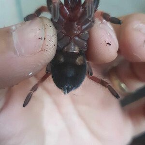 Brachypelma boehmei sexing