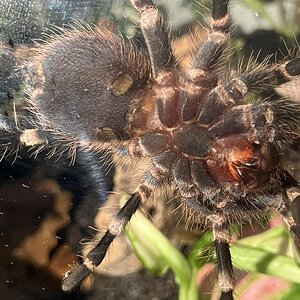 A.Geniculata (1)