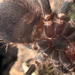 A.Geniculata (2)