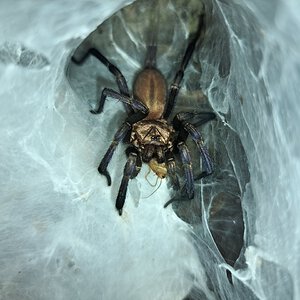 0.0.1 Linothele megatheloides