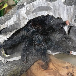 Avicularia avicularia sub-adult female 4” DLS