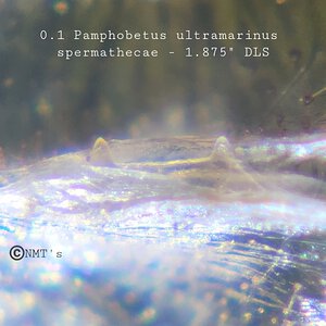 0.1 Pamphobetus ultramarinus - 1.875" DLS