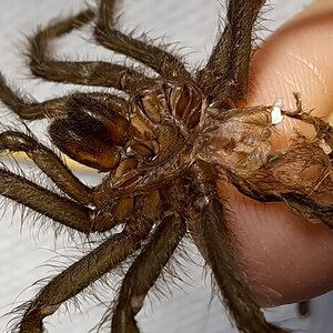 t. blondi molt