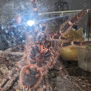 G. pulchripes