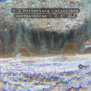 0.1 Harpactira cafreriana - 2.5" DLS