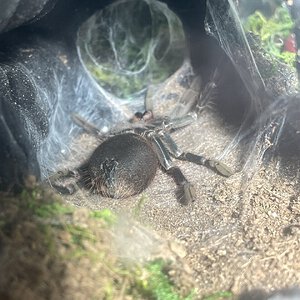 Pamphobeteus sp. platyomma molting