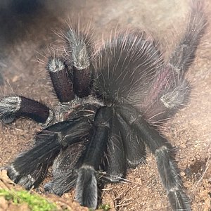 Pamphobeteus sp. platyomma male finally showing his adult coloration!!