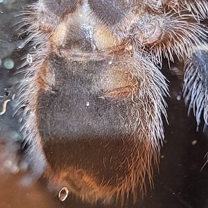 Grammostola pulchripes picture 1