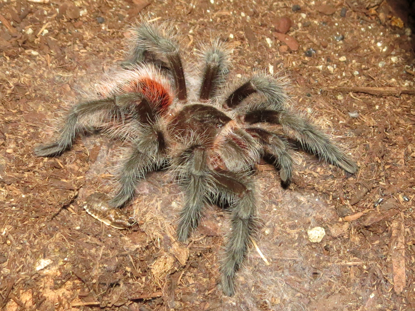 ♂ Grammostola iheringi 3"