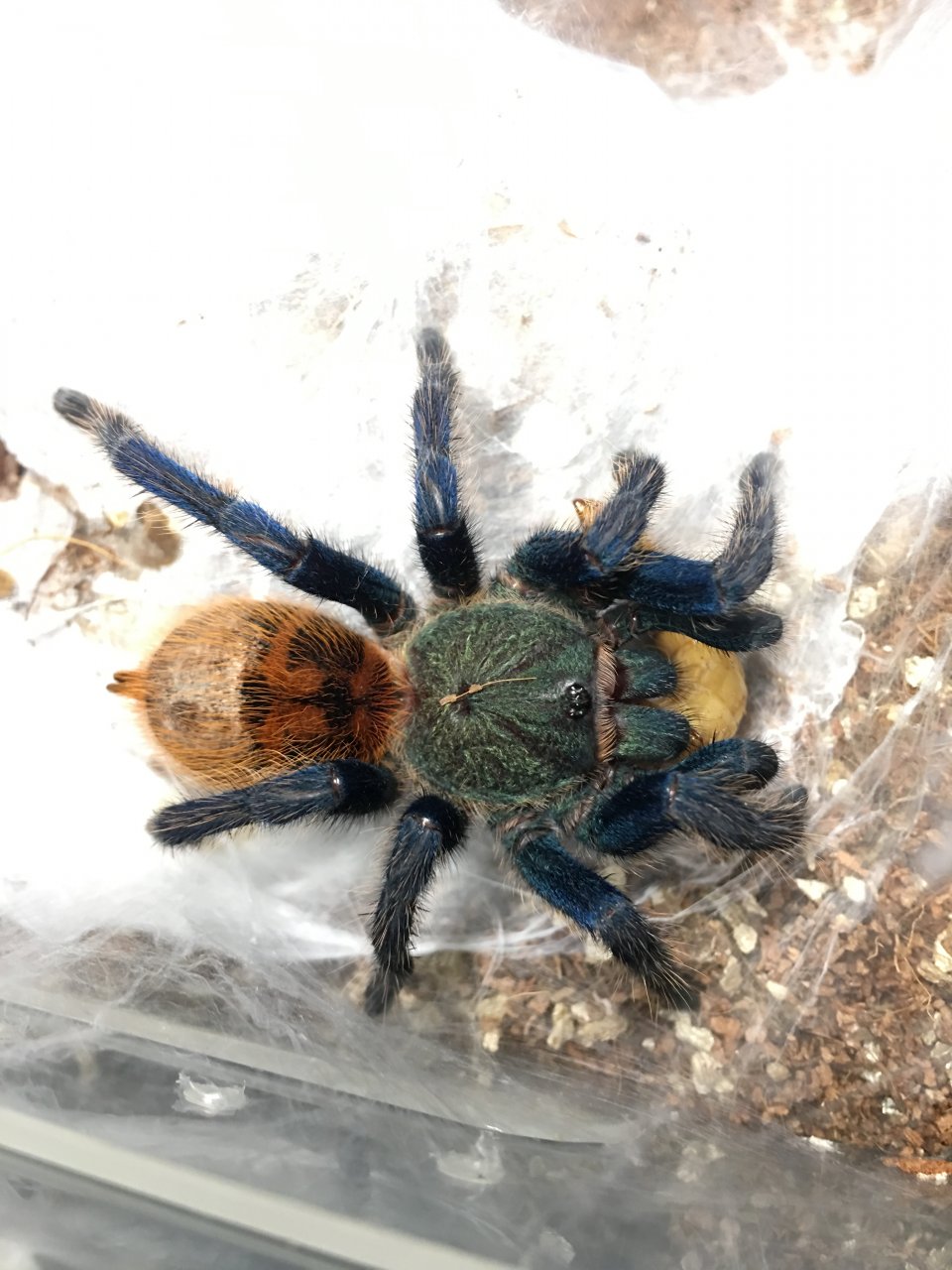 0.0.1 Chromatopelma cyaneopubescens