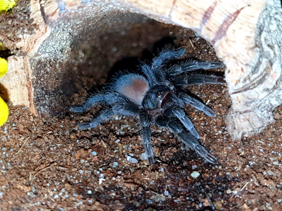 0.0.1 Homoeomma chilensis