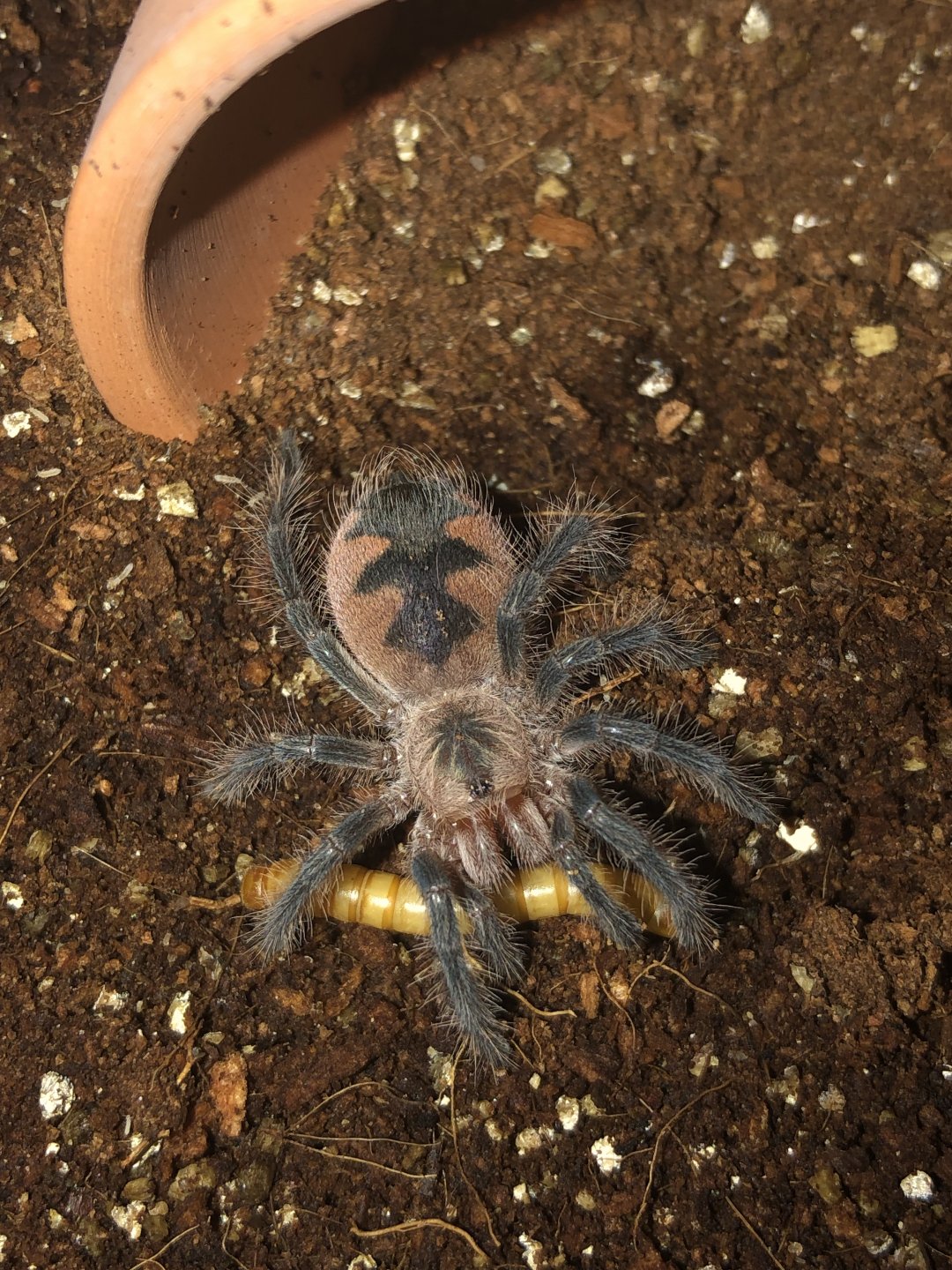 0.0.1 Pamphobeteus sp. ‘mascara’