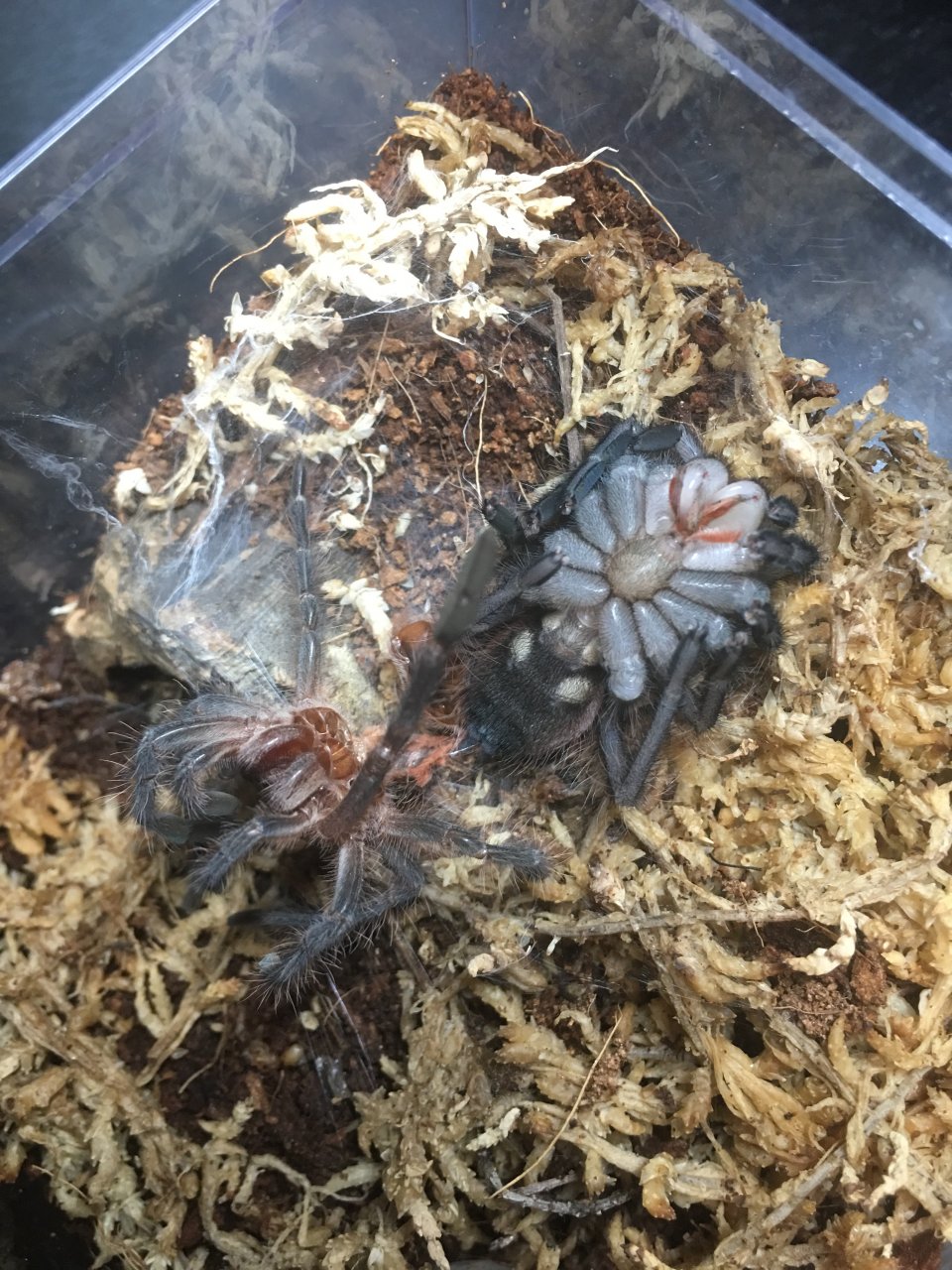 0.0.1 Pamphobeteus sp. "South Ecuador II"