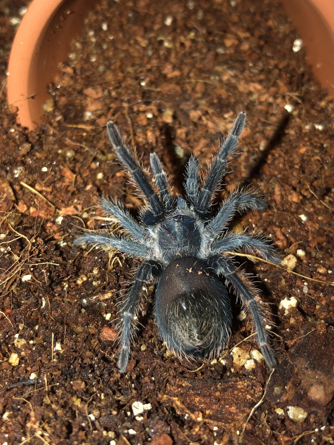 0.0.1 Phormictopus cancerides