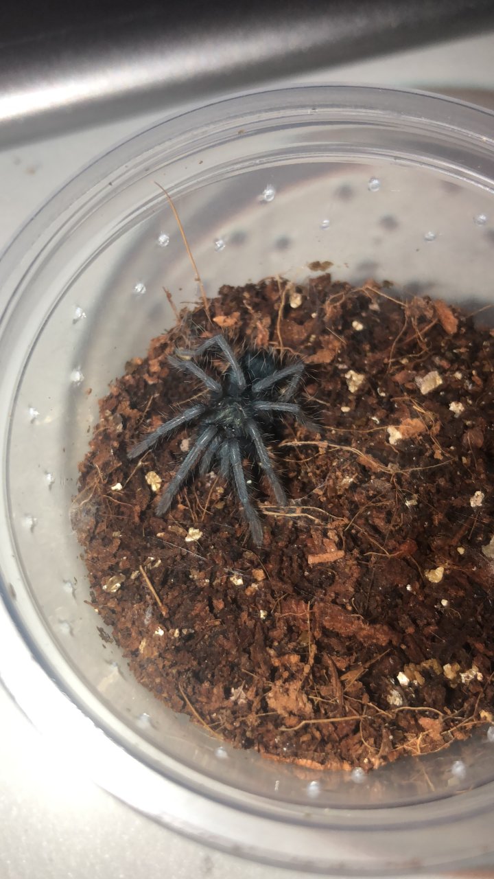 0.0.1 Phormictopus sp. ‘Blue’