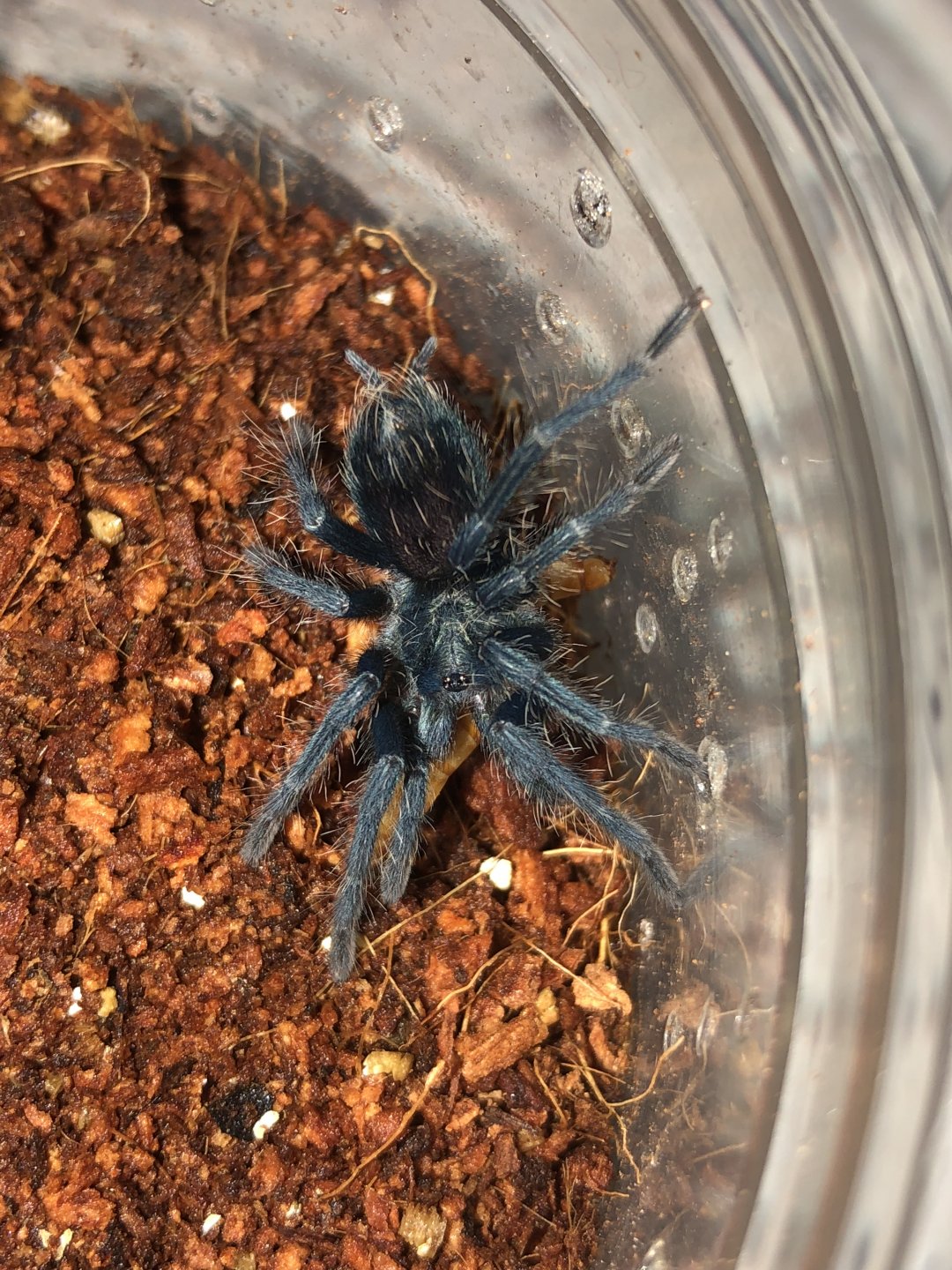 0.0.1 Phormictopus sp. blue