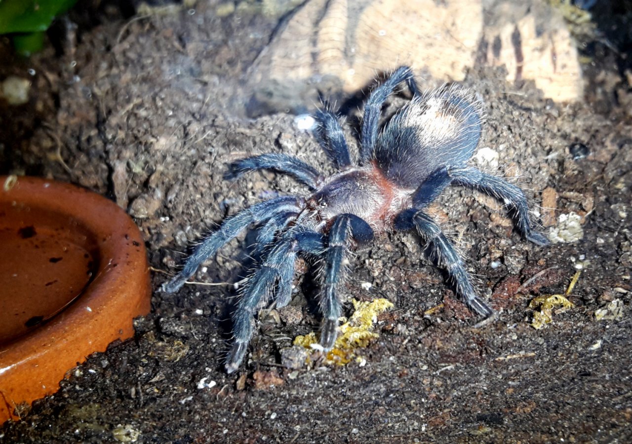 0.0.1 Thrixopelma cyaneolum