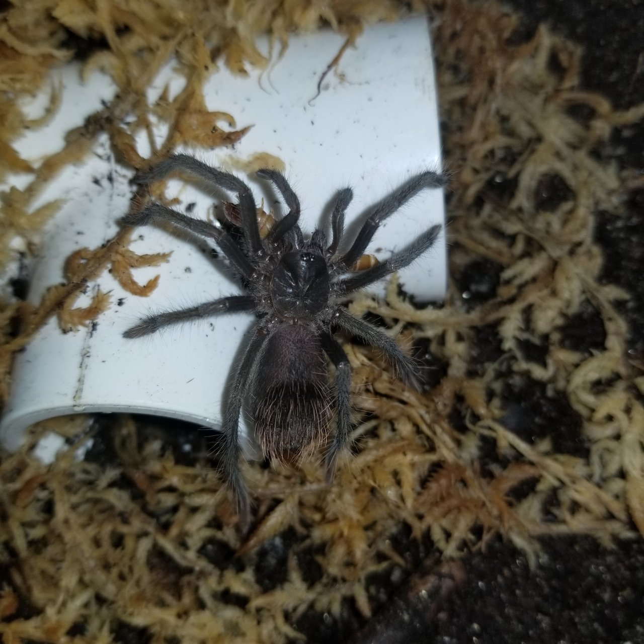 0.0.1 X. immanis