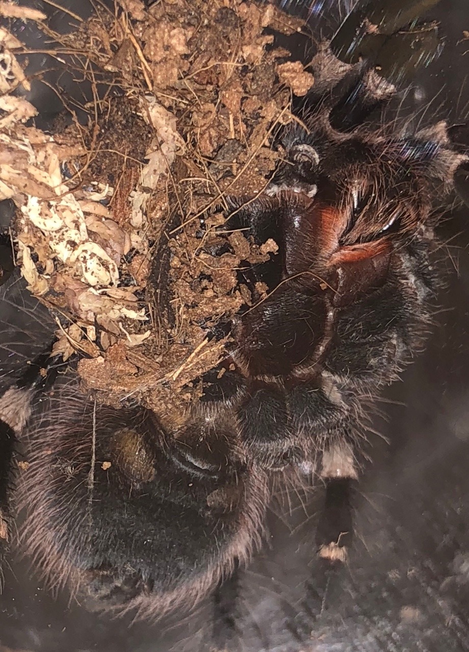 0.1.0 A. geniculata