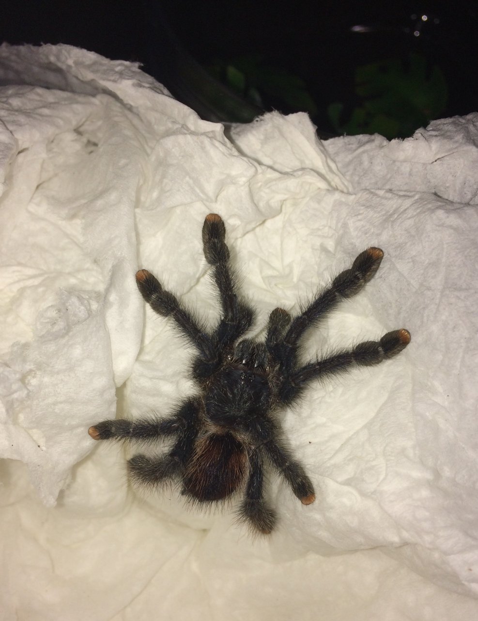 0.1.0 Juvenile Avicularia