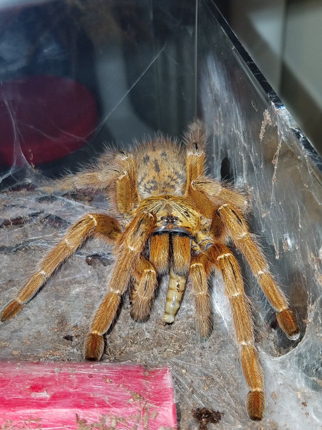 0.1.0 OBT