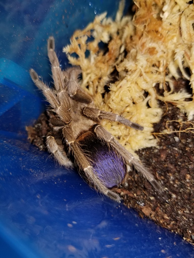 0.1.0 Pseudhapalopus sp. "Blue"