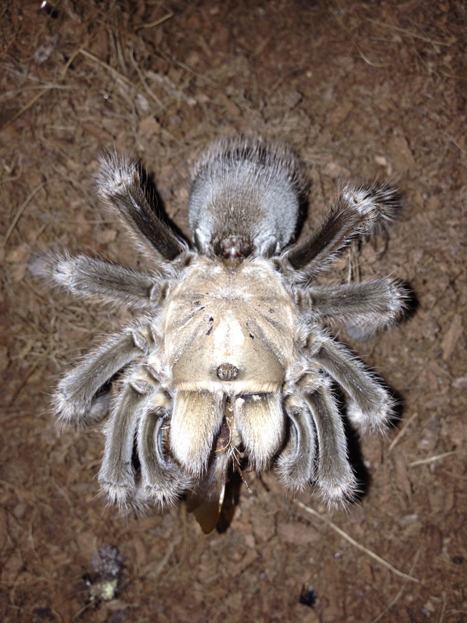 0.1 A. chalcodes Feeding Picture Shot