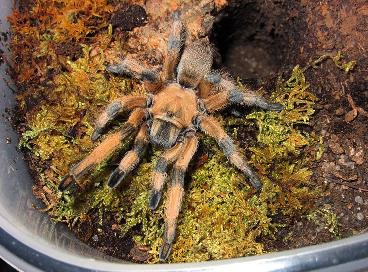 0.1 Aphonopelma moderatum