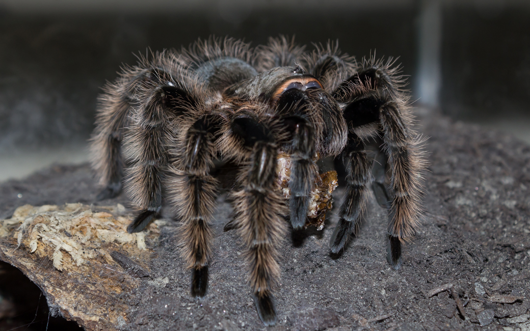 0.1 B. albo "Nicaraguan" Munching on a Male Dubia