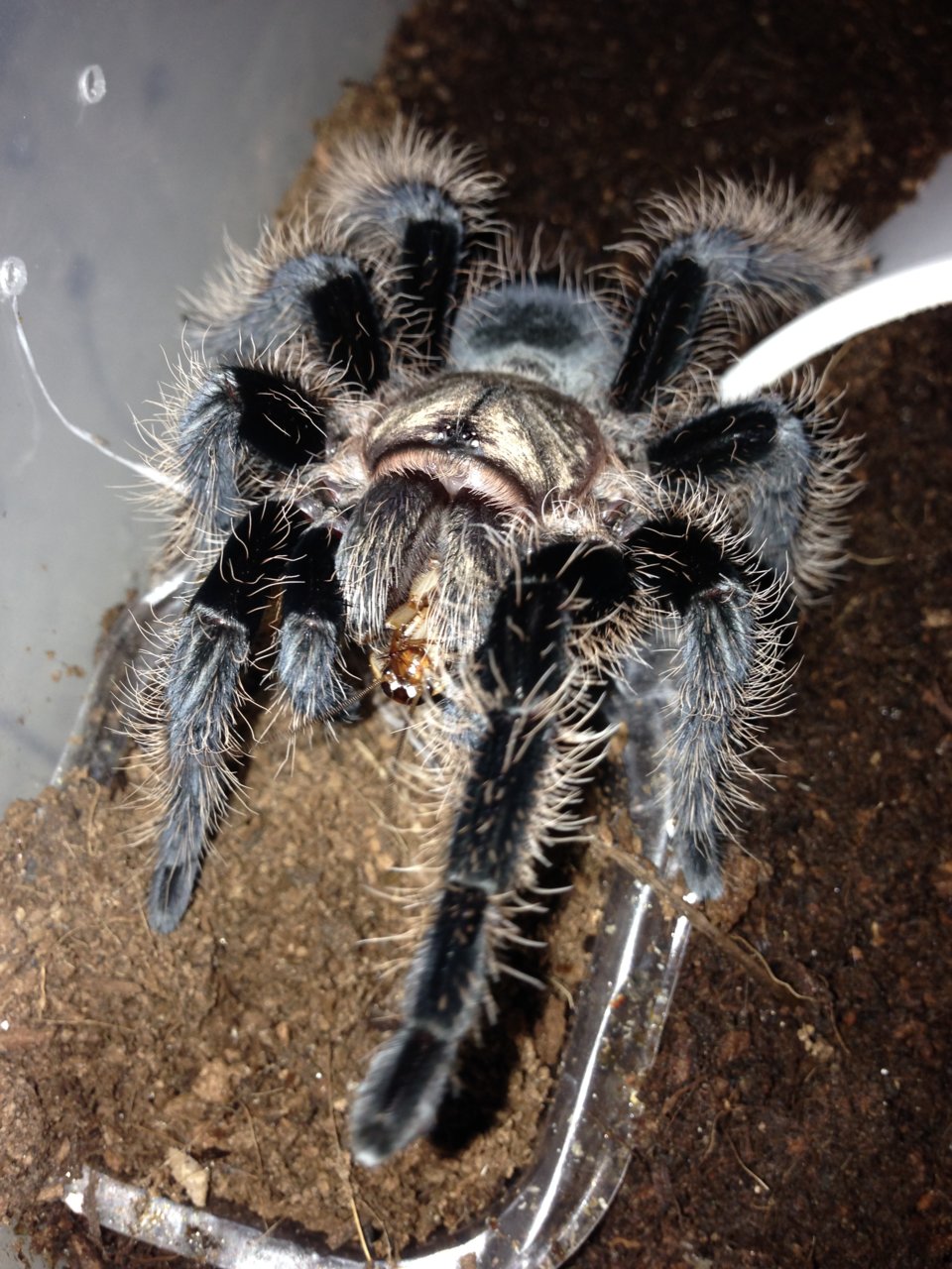 0.1 B. albo Post Molt Feeding - Camilla