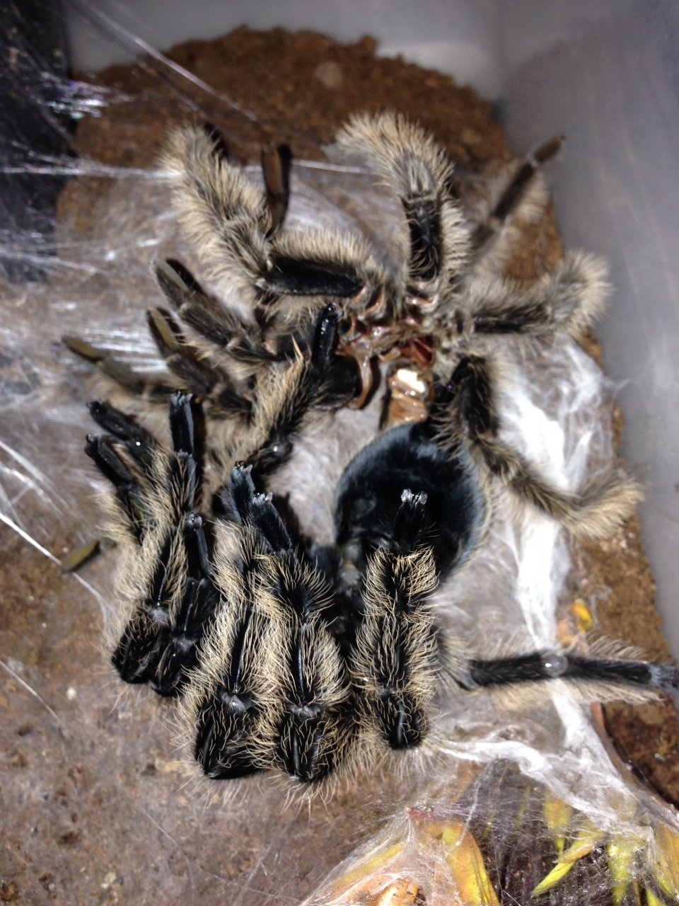 0.1 B. albopilosum Nicaragua Freshly Molted