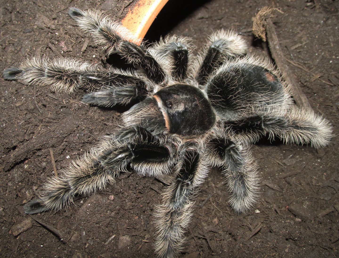 0.1 B. albopilosum, Nicaraguan