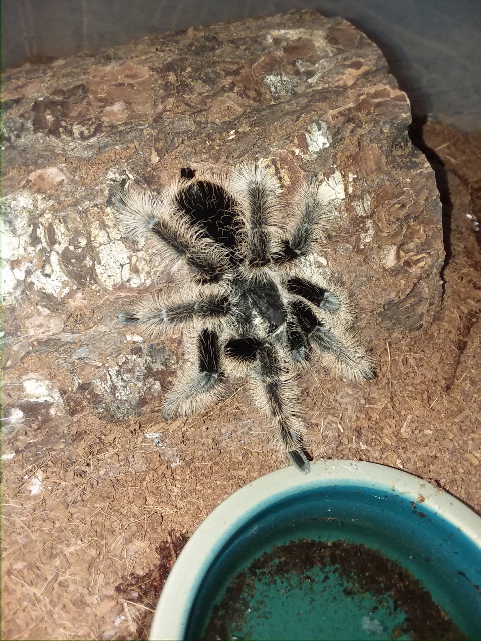 0.1 B. albopilosum