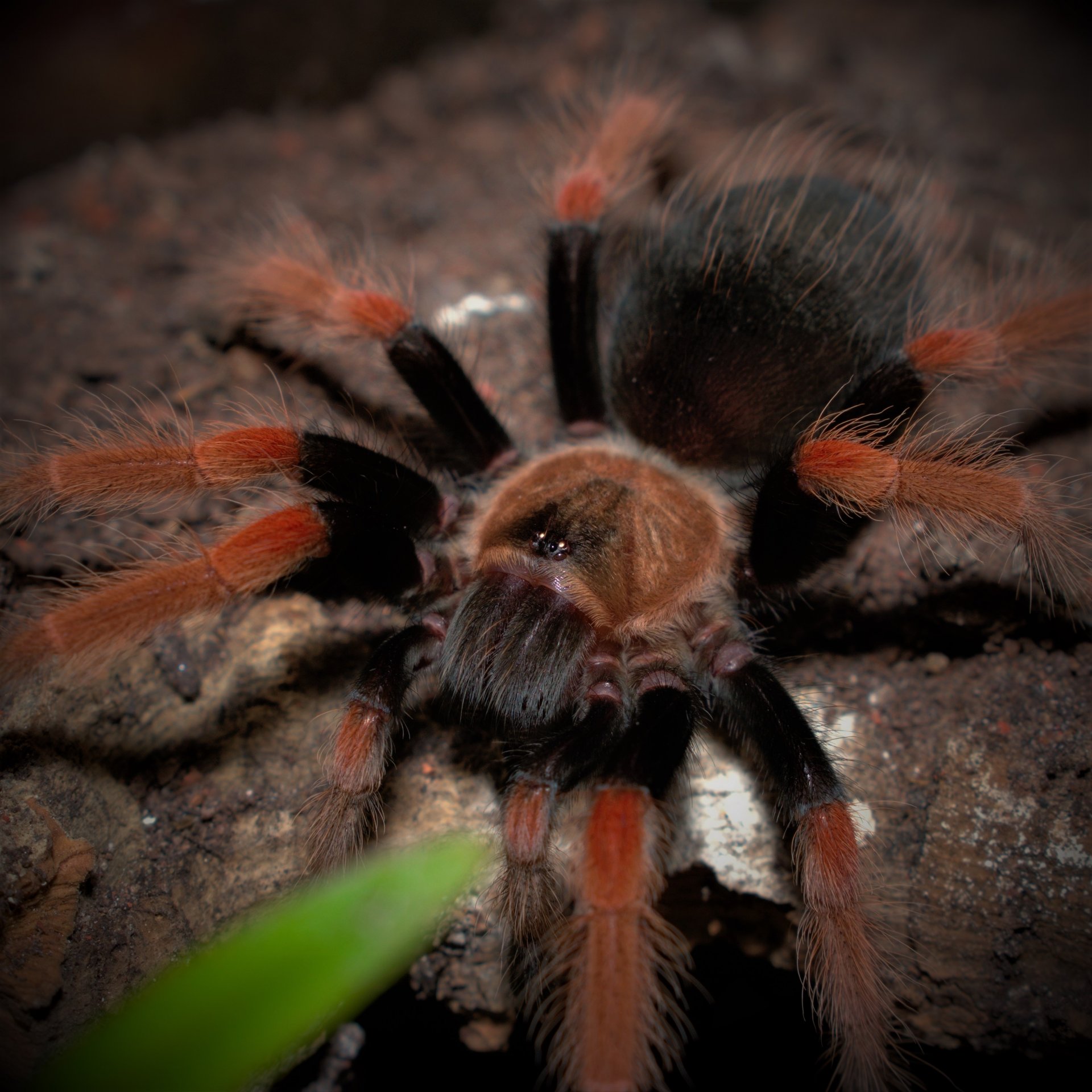 0.1 Brachypelma boehmei