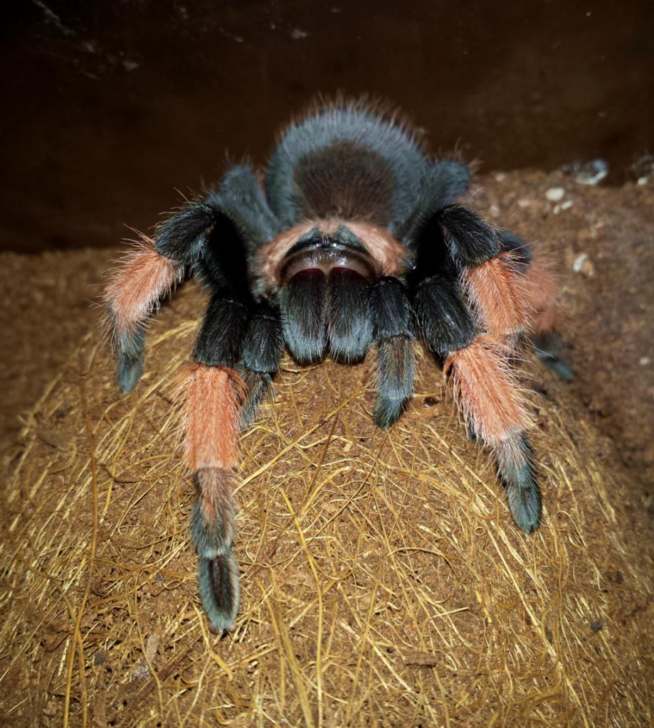 0.1 Brachypelma emilia