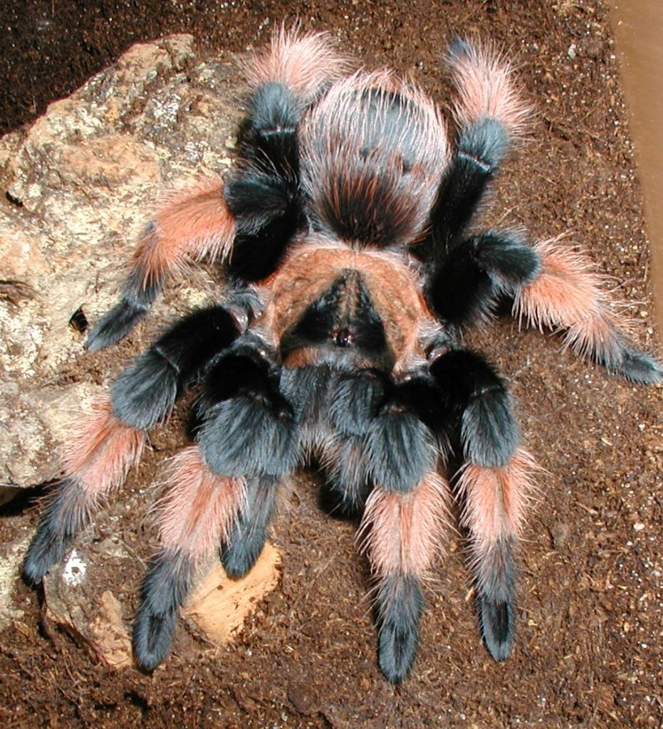 0.1 Brachypelma emilia