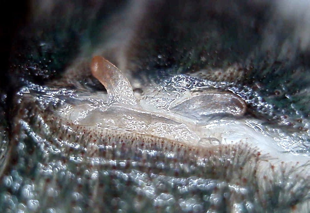 0.1 C. versicolor