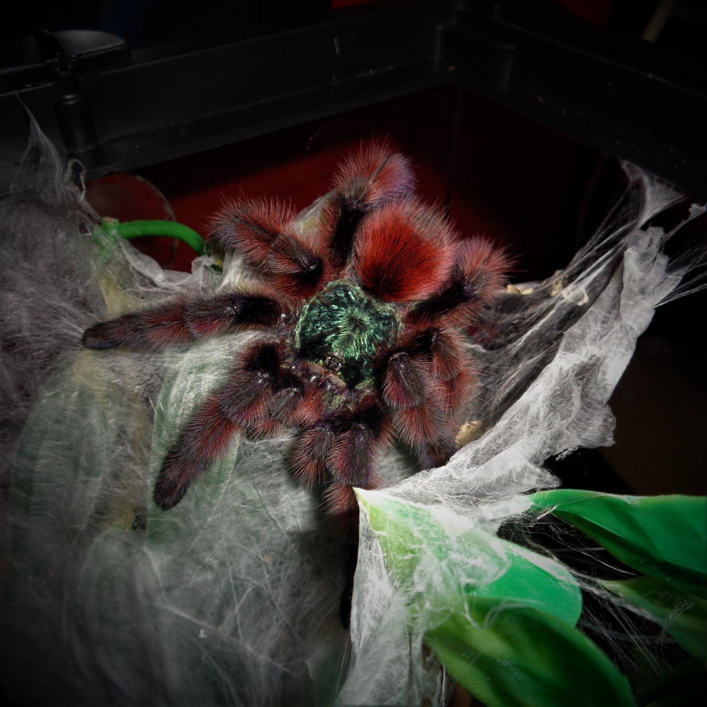 0.1 Caribena versicolor