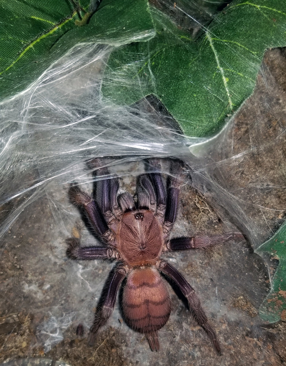 0.1 Chilobrachys fimbriatus