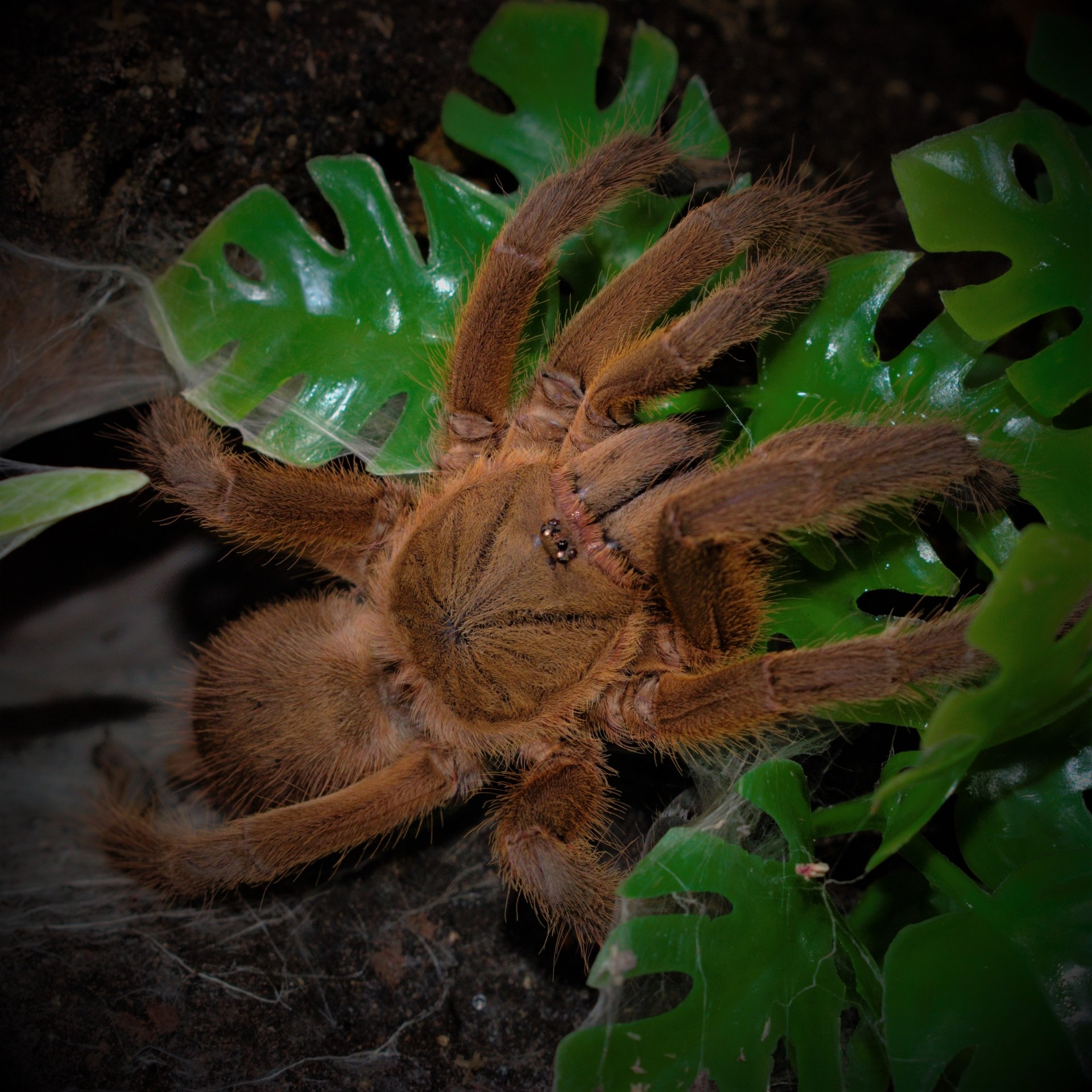 0.1 Chilobrachys huahini