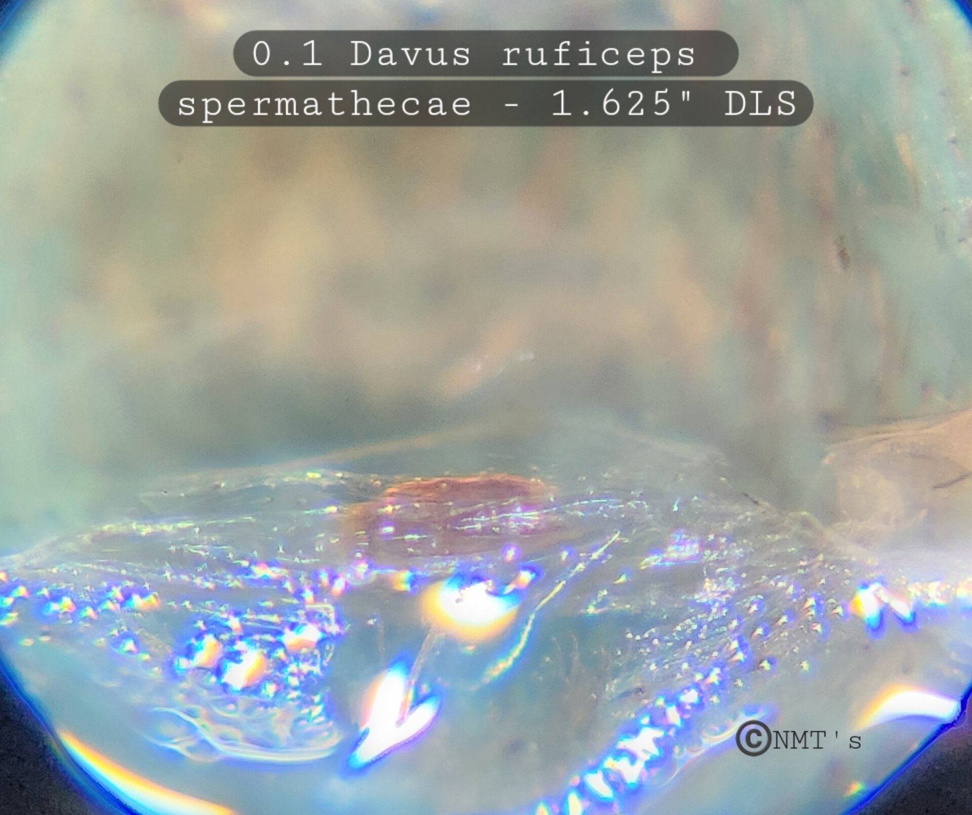 0.1 Davus ruficeps - 1.5" DLS