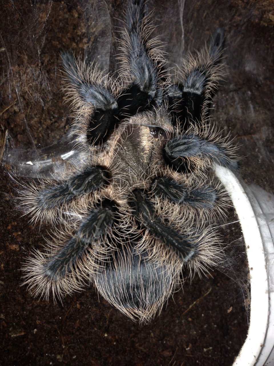 0.1 Freshly Molted Sub-adult B. albopilosum Honduran 1/2