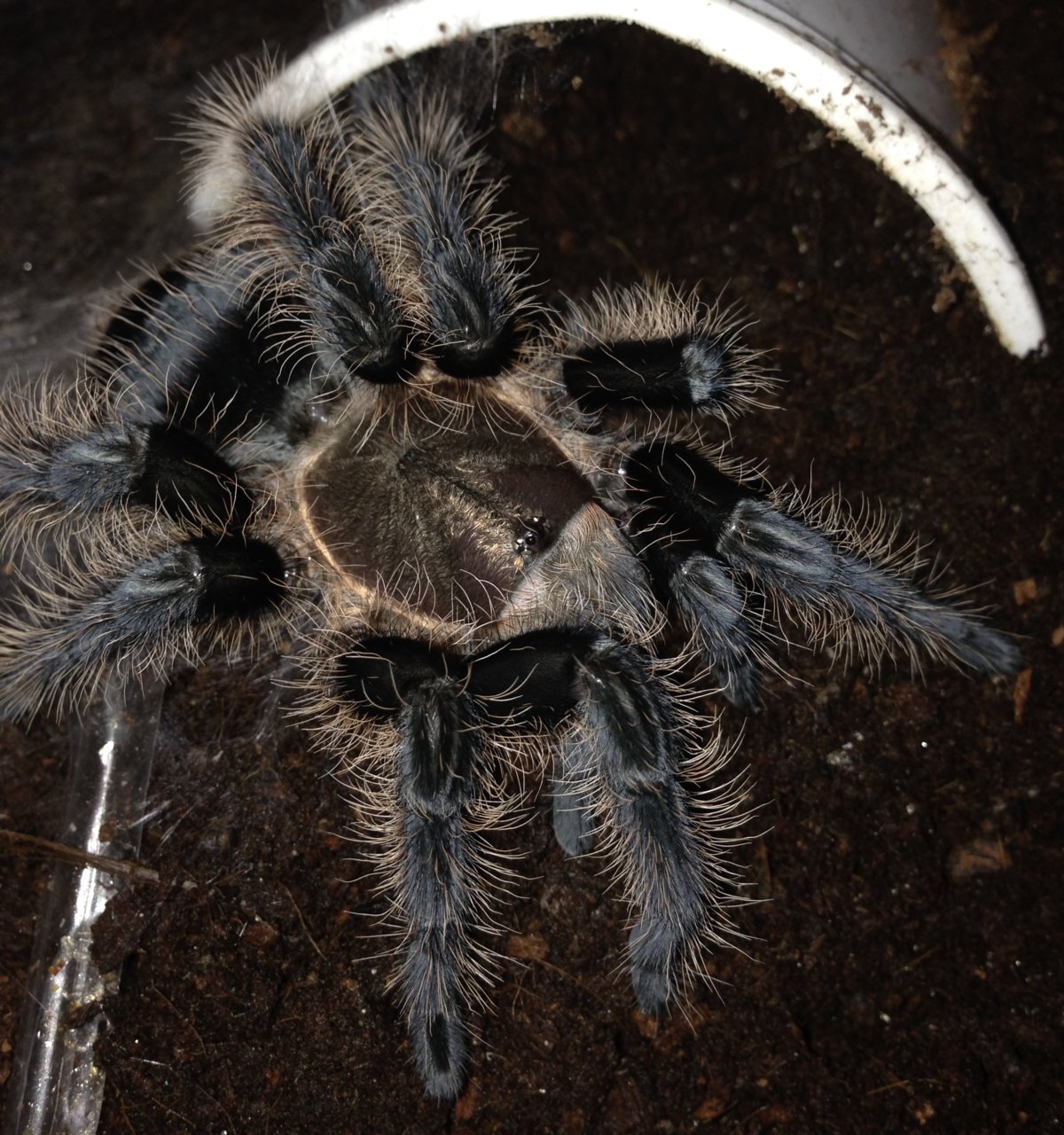 0.1 Freshly Molted Sub-adult B. Albopilosum Honduran 2/2