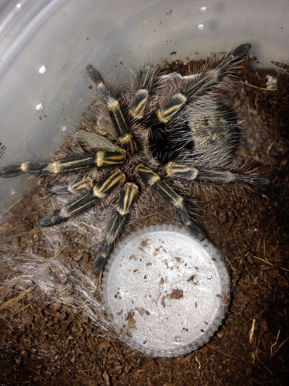 0.1 G. pulchripes Freshly Molted