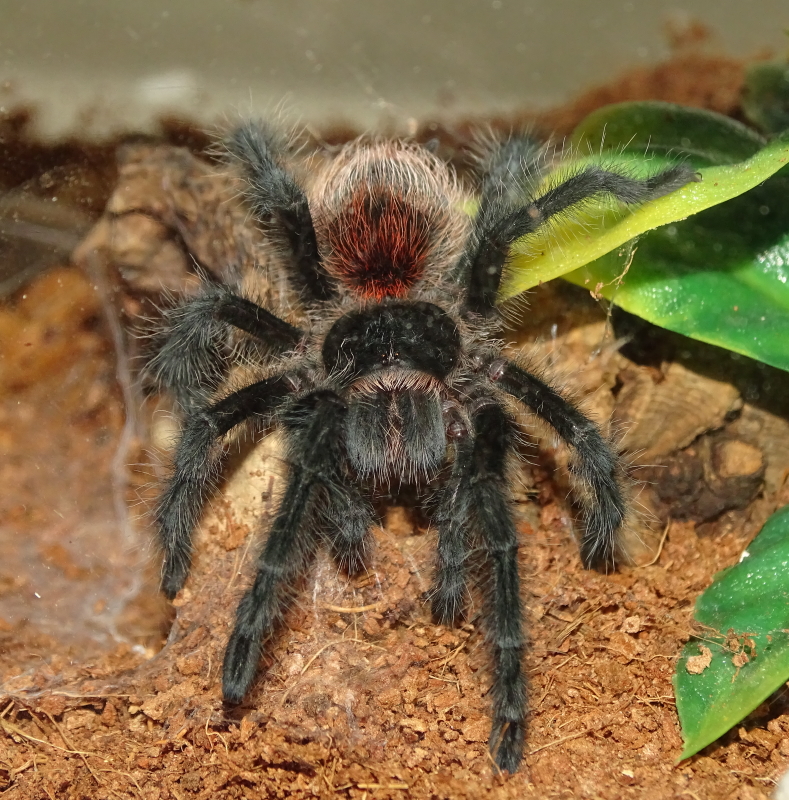 0.1 Grammostola actaeon